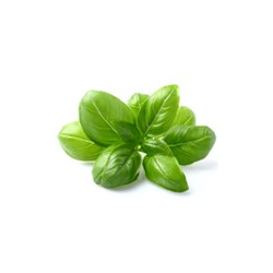 Basilic 20g