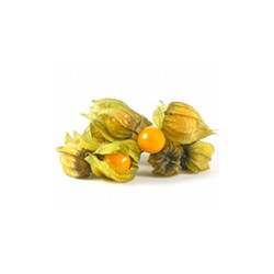 Physalis Feuille 100g