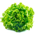 Bio Salade Batavia pièce