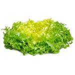 Salade Frisée Fine pièce