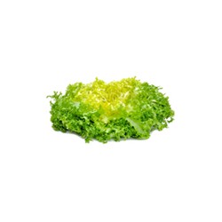 Salade Frisée Fine pièce