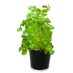 Coriandre bio en pot