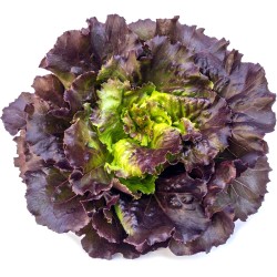 Salade Feuille de Chene Rouge pièce