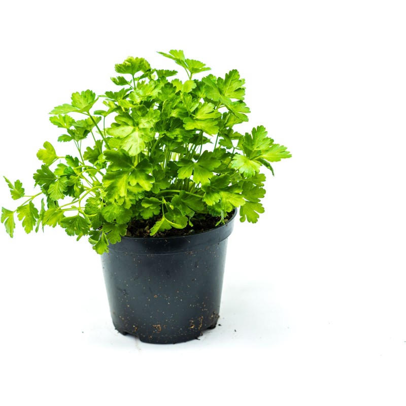 Persil plat bio en pot