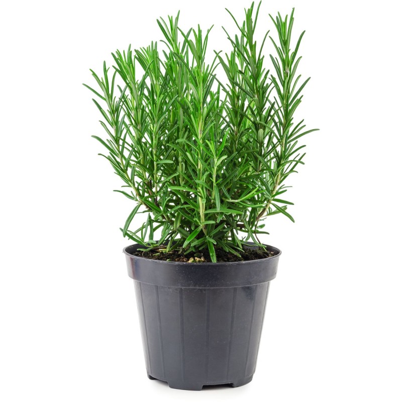 Romarin bio en pot