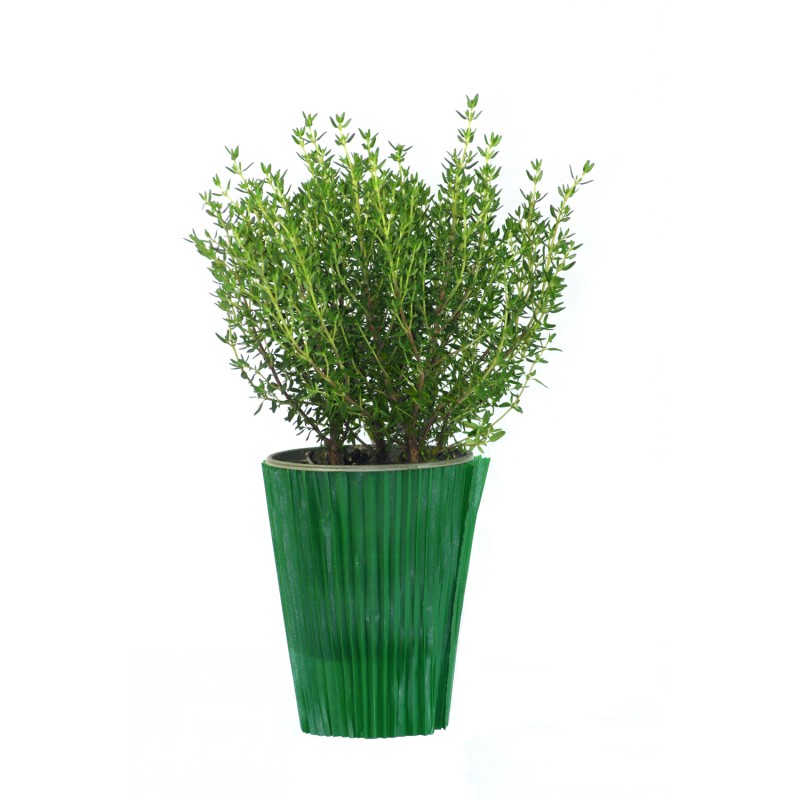 Thym bio en pot