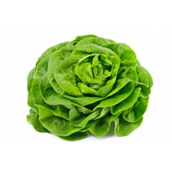 Salade Laitue Verte pièce