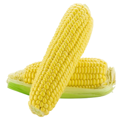 Epis Maïs Frais x2