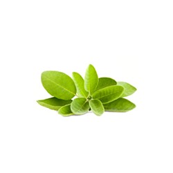 Sauge 20g