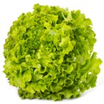 Bio Feuille de Chêne Verte Pièce