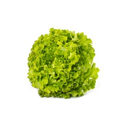 Bio Feuille de Chêne Verte Pièce