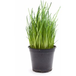 Ciboulette bio en pot