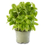 Basilic bio en pot