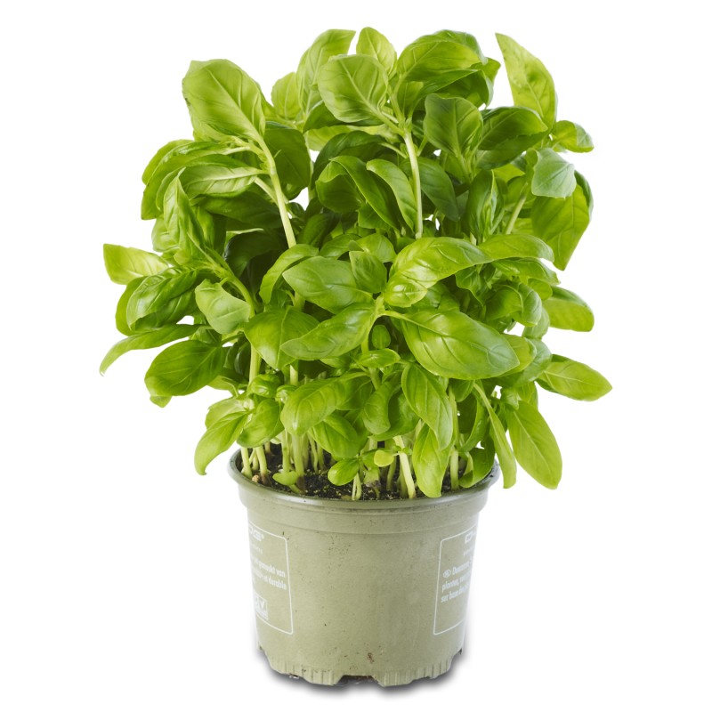 Basilic bio en pot