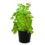 Coriandre bio en pot
