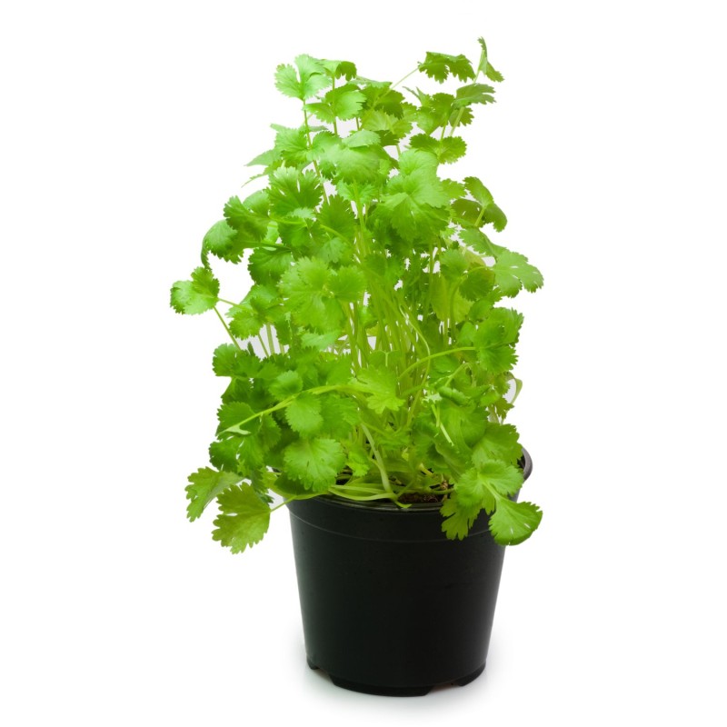 Coriandre bio en pot