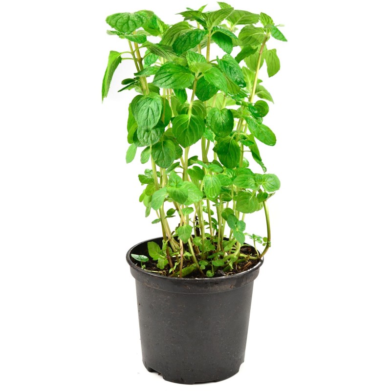 Menthe bio en pot