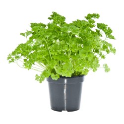 Persil frisé bio en pot
