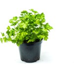 Persil plat bio en pot