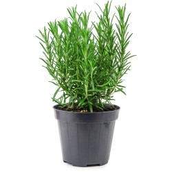 Romarin bio en pot