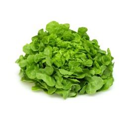 Salade Feuille de Chêne Blonde pièce