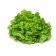 Salade Feuille de Chêne Blonde pièce